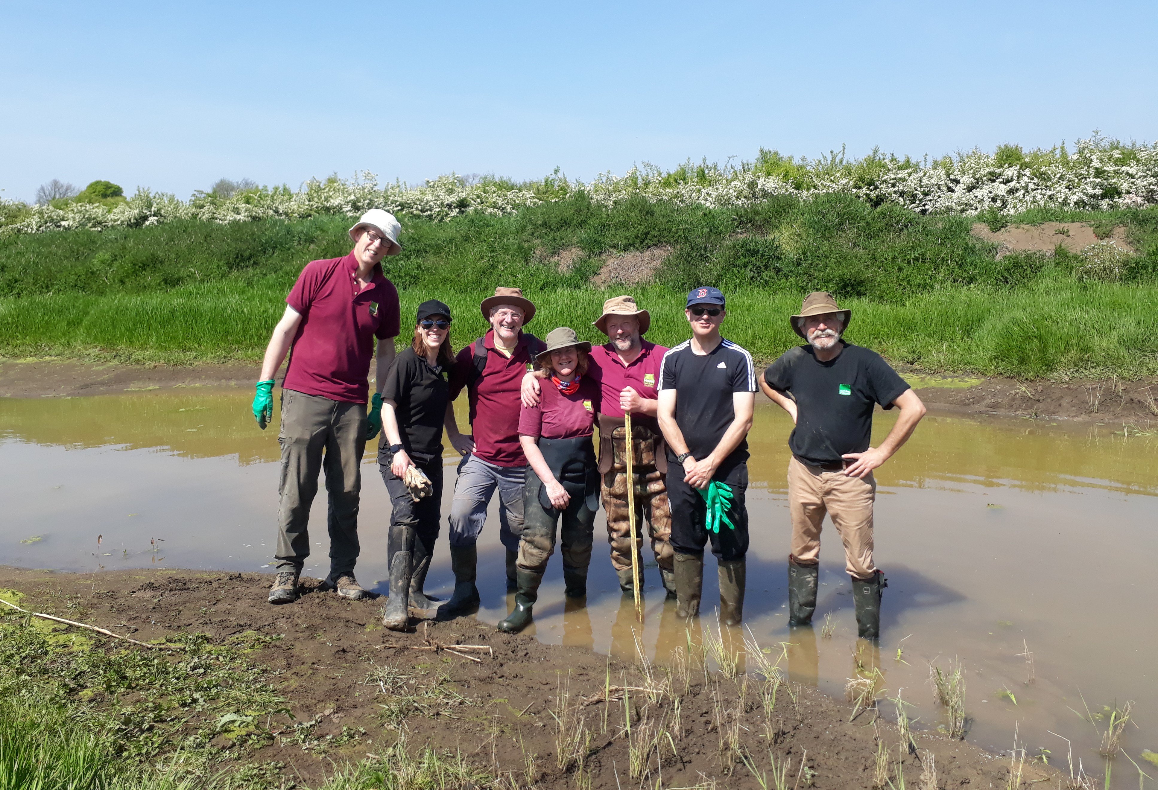 Volunteers plant reeds as part of improvement works at Bank Island, near York